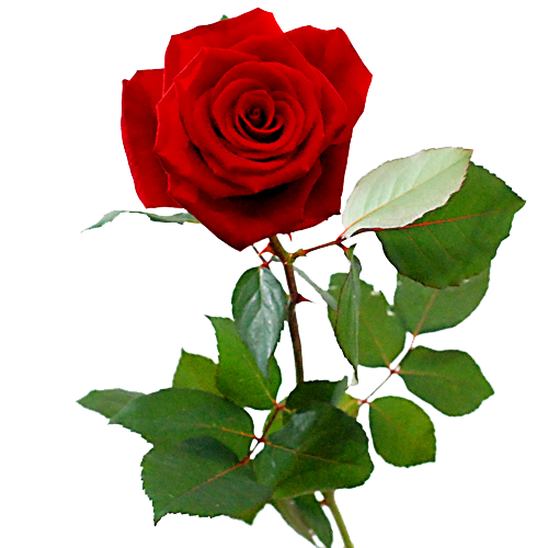 Arthur Conan Doyle Oom of meneer Familielid Lange rode rozen voor Valentijnsdag versturen