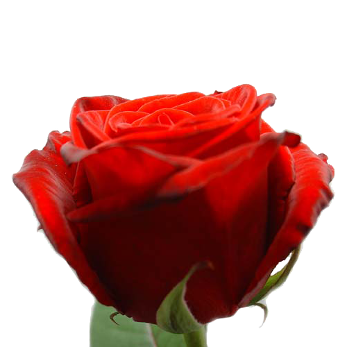 Verenigen delicaat abces Bestel lange rode rozen voor Valentijn en laat ze thuis bezorgen